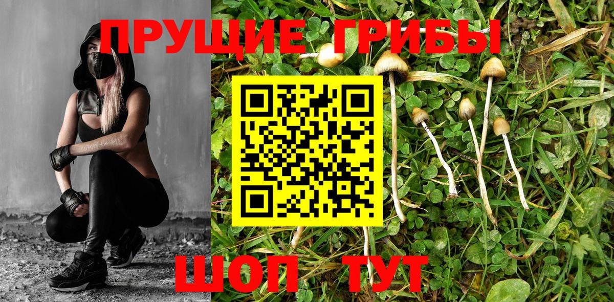 Псилоцибиновые грибы GOLDEN TEACHER Ноябрьск